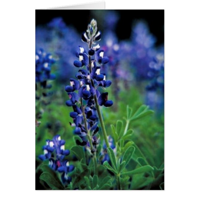 Texas Bluebonnet (Frente)