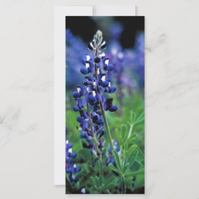 Texas Bluebonnet (Anverso)