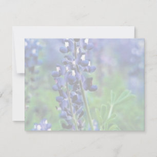 Texas Bluebonnet