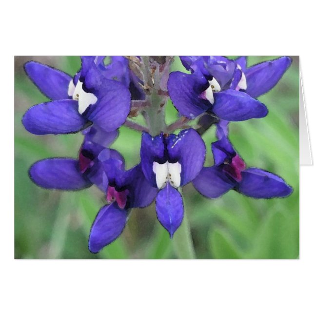 Texas Bluebonnet #1 (Anverso (Horizontal))