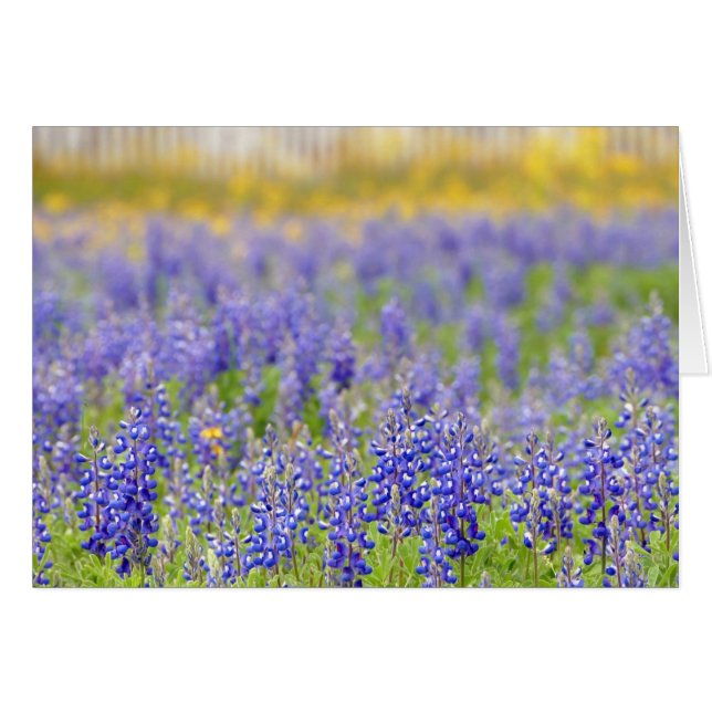 Texas Bluebonnet, condado de Nacogdoches (Anverso (Horizontal))