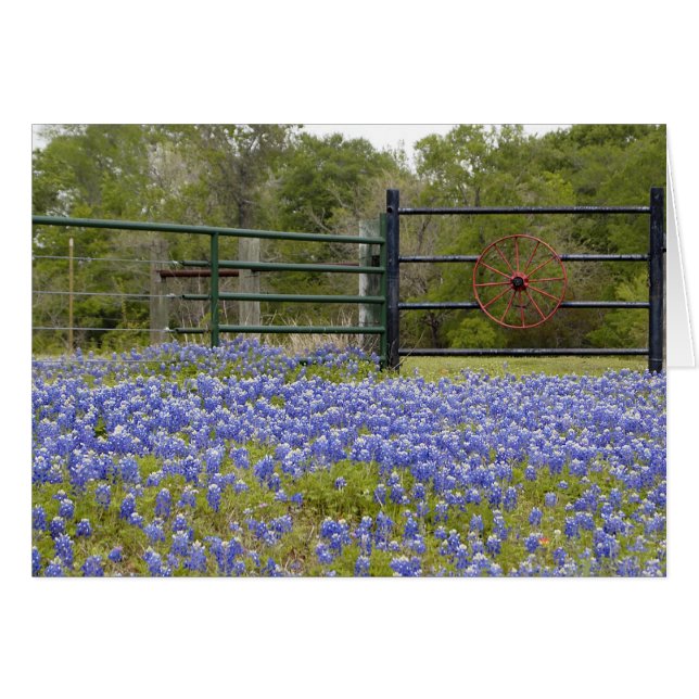 Texas Bluebonnets (Anverso (Horizontal))