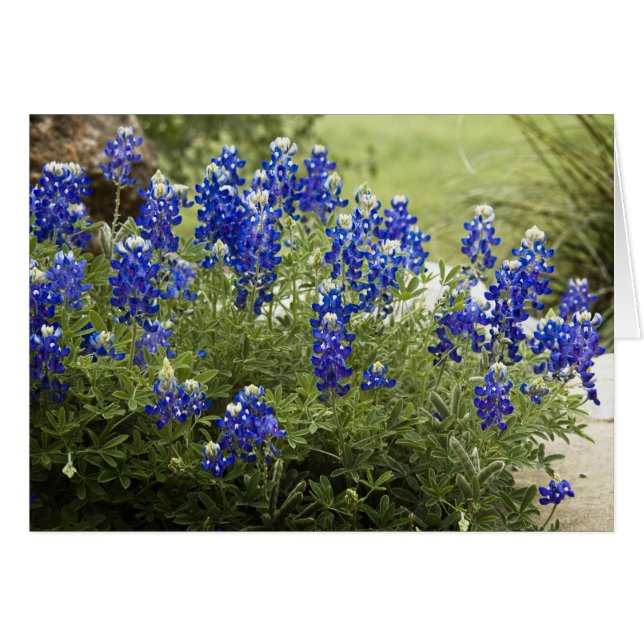 Texas Bluebonnets (Anverso (Horizontal))