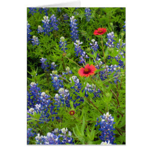 Texas Bluebonnets con mantas indias