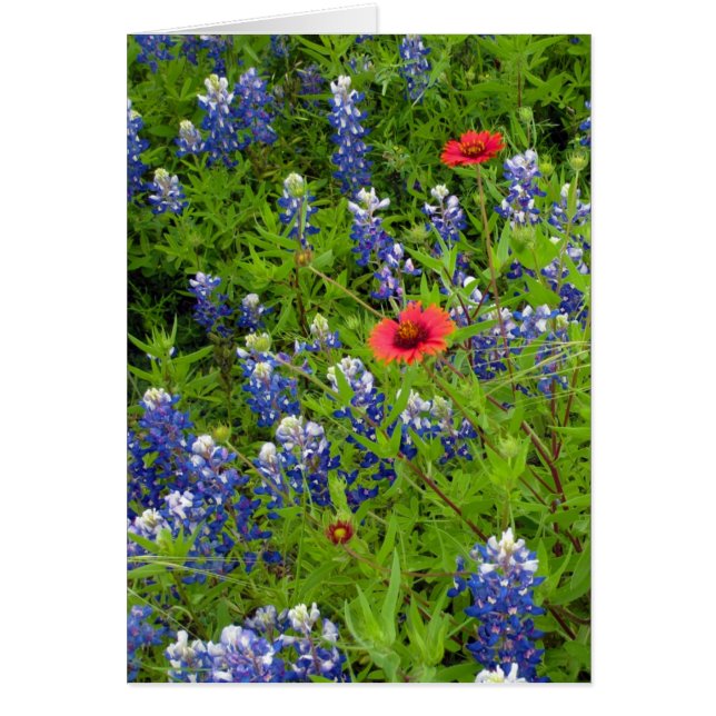 Texas Bluebonnets con mantas indias (Frente)