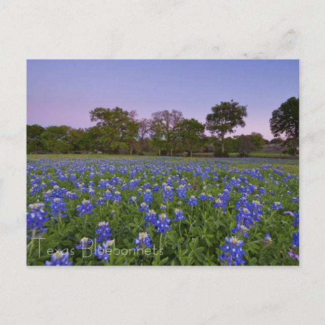 Texas Bluebonnets en la postal de Bloom (Anverso)