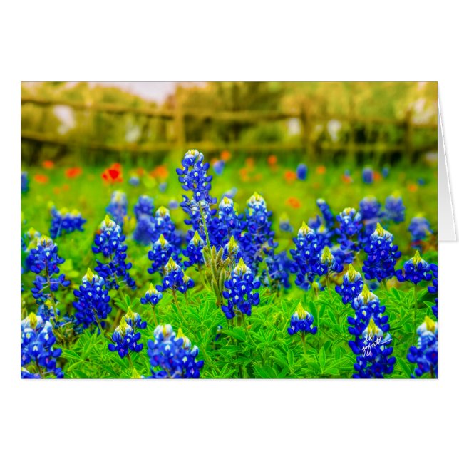 Texas Bluebonnets Floral (Anverso (Horizontal))
