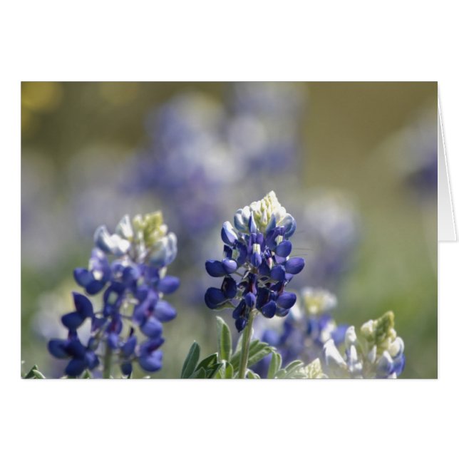 Texas Bluebonnets PhotoSeries #7 (Anverso (Horizontal))