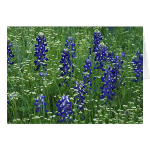 Texas, Lago Buchanan. Texas Bluebonnet y Salvaje