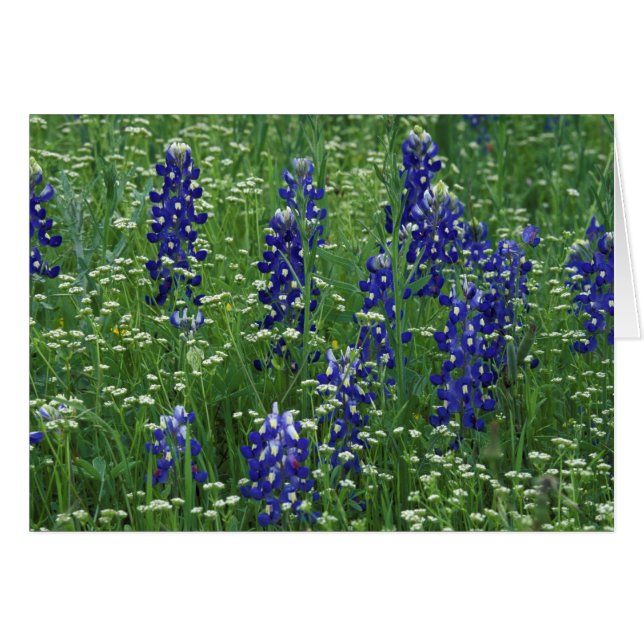 Texas, Lago Buchanan. Texas Bluebonnet y Salvaje (Anverso (Horizontal))