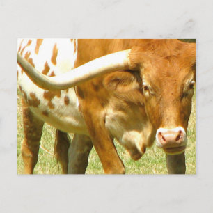 Texas Longhorn cierra postal