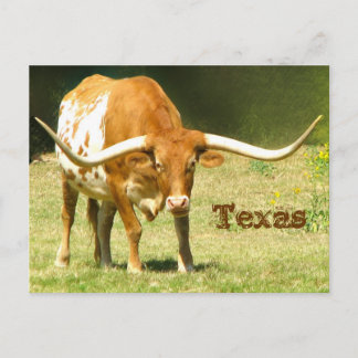 Texas Longhorn Con Hechos Postales