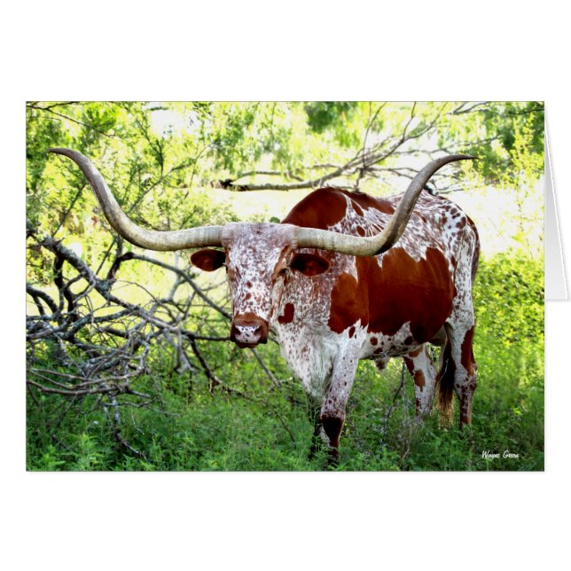 Texas Longhorn Steer (Anverso (Horizontal))