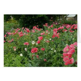 Texas Poppies