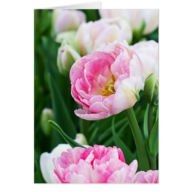 Texto del Personalizado del jardín de primavera de (Frente)