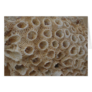 Textura de coral