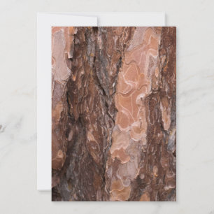 Textura de corteza de pino