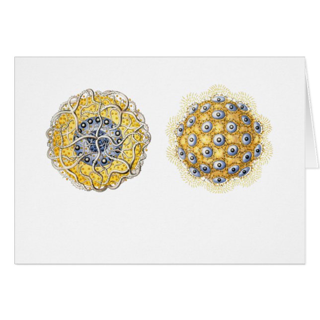 Thalassoxanthium (Anverso (Horizontal))