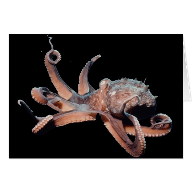 Thang Pulpo-Salvaje (Anverso (Horizontal))