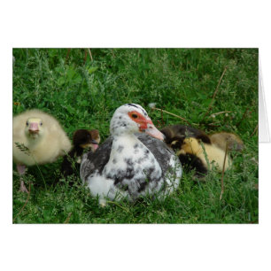 The Gosling Dice: "¡Dejen sola a mamá!"