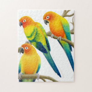 The Sun Conure repite mecánicamente rompecabezas