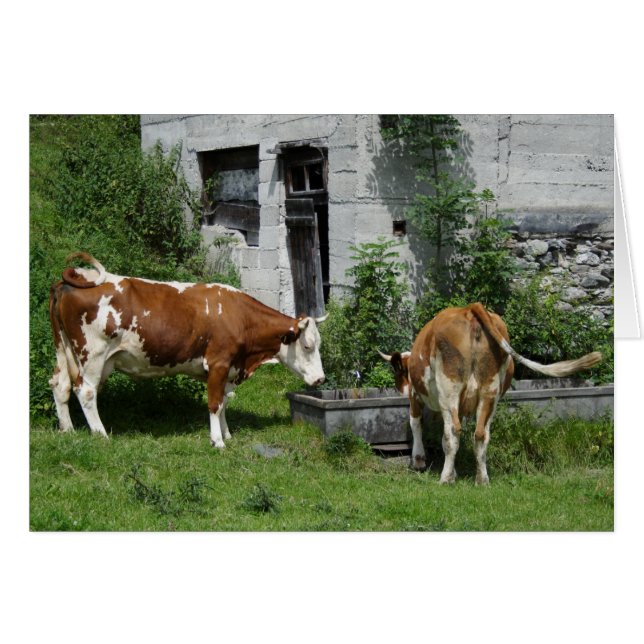 Thirsty Fleckvieh (Anverso (Horizontal))