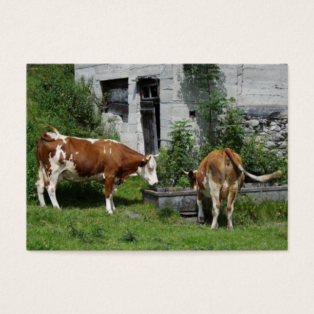 Thirsty Fleckvieh (Frente)