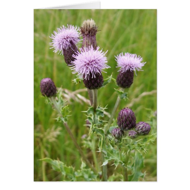 Thistle Card (Frente)