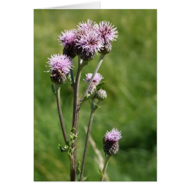 Thistle Card (Frente)
