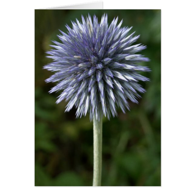 Thistle Card (Frente)