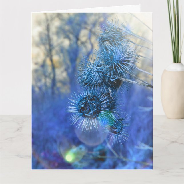 Thistle en tarjeta púrpura (Anverso)