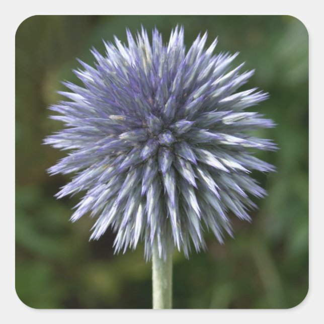 Thistle Pegatinas (Anverso)