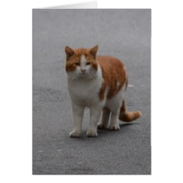 Thomas Ginger Y Gato Blanco