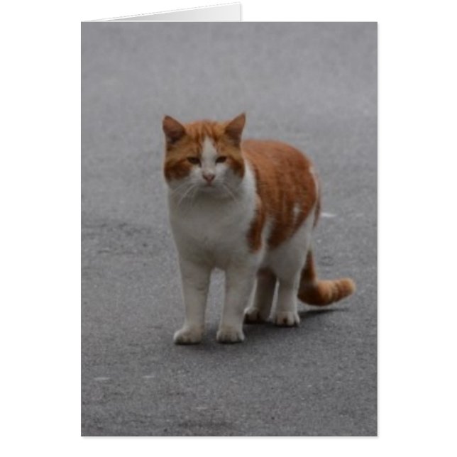 Thomas Ginger Y Gato Blanco (Frente)