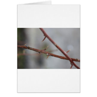 Thorns