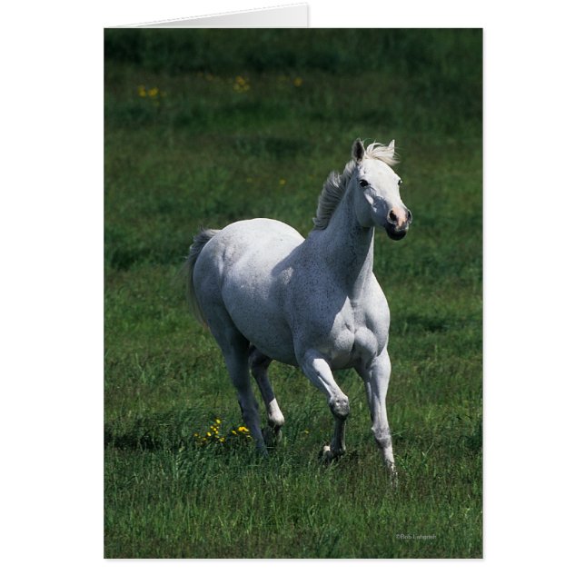 Thoroughbred Mare (Frente)