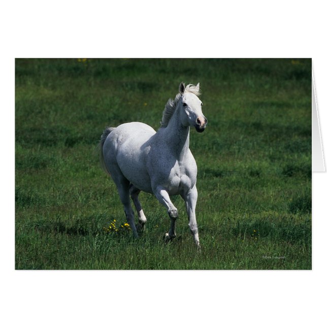 Thoroughbred Mare (Anverso (Horizontal))