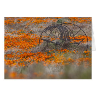 Thrasher en el campo de amapolas