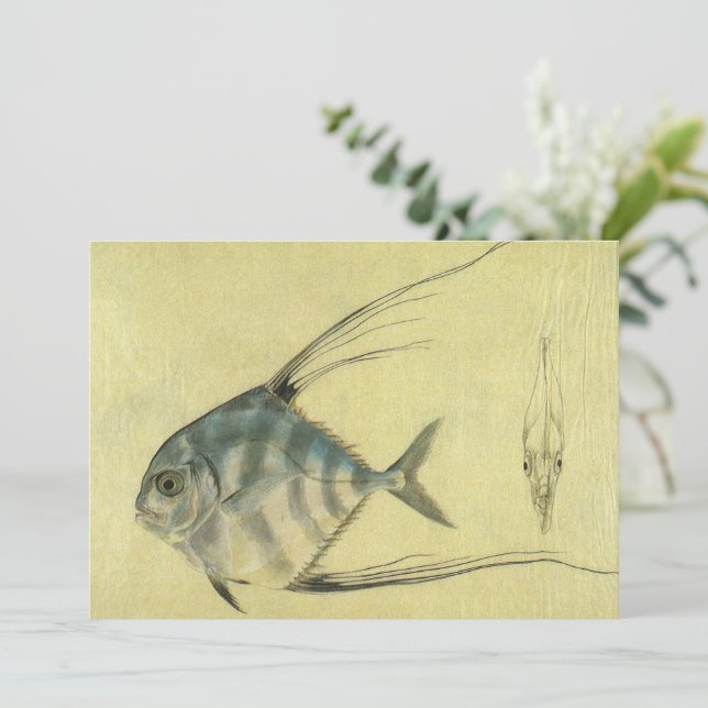 Threadfin Trevally, pez pano africano (Anverso de pie)