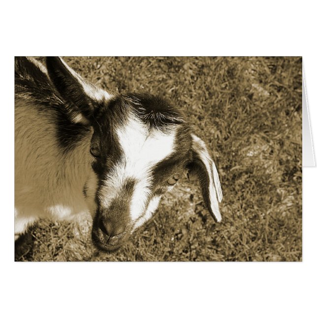 Thumblina (Anverso (Horizontal))