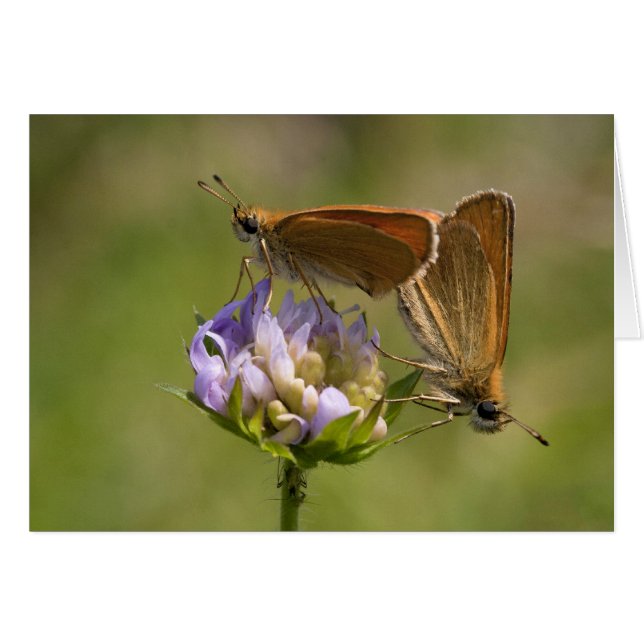 Thymelicus lineola (Anverso (Horizontal))