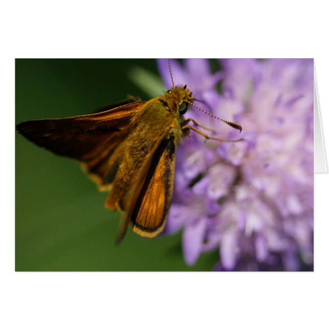 Thymelicus lineola (Anverso (Horizontal))