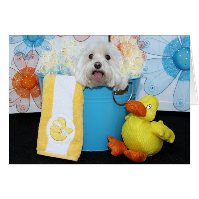 Tia - maltés (Anverso (Horizontal))