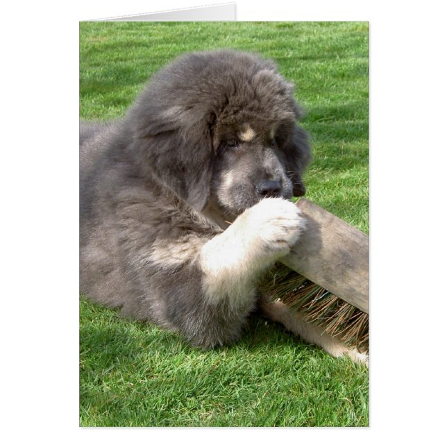 Tibetano Mastiff Jampo con escoba (Frente)