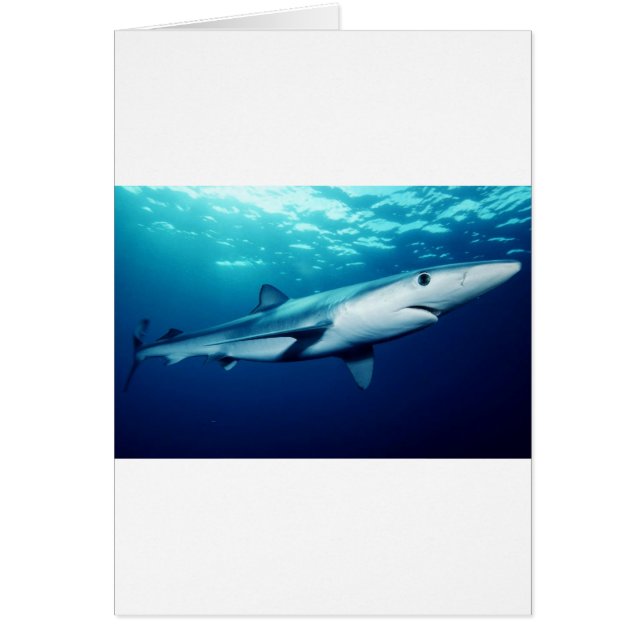 Tiburón azul (Frente)