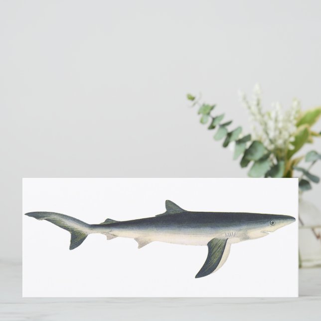 Tiburón Azul Vintage, Vida Marina Acuática del Océ (Anverso de pie)