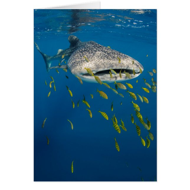 Tiburón ballena con peces, Indonesia (Frente)