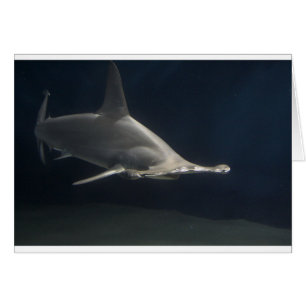 Tiburón de Hammerhead