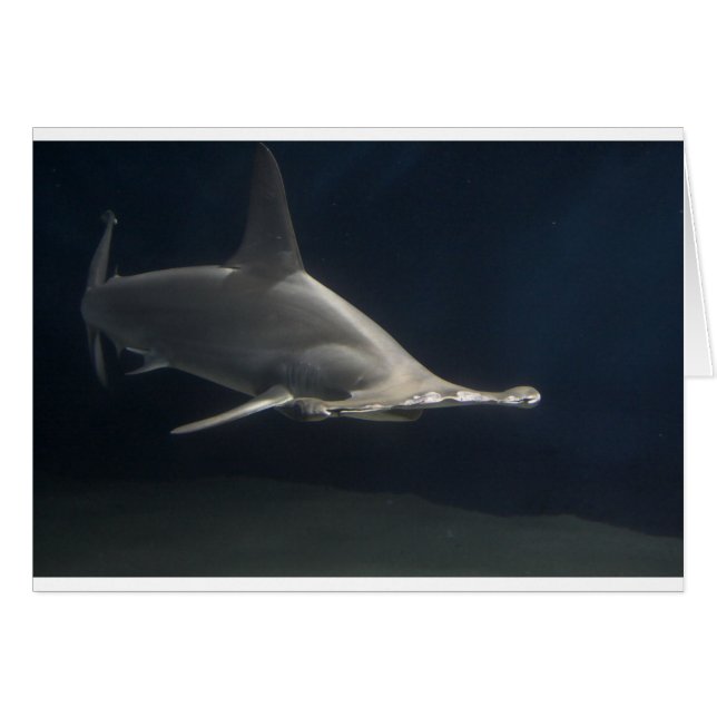Tiburón de Hammerhead (Anverso (Horizontal))