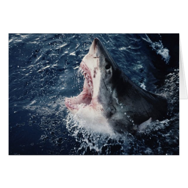 Tiburón elevado con la boca abierta (Anverso (Horizontal))